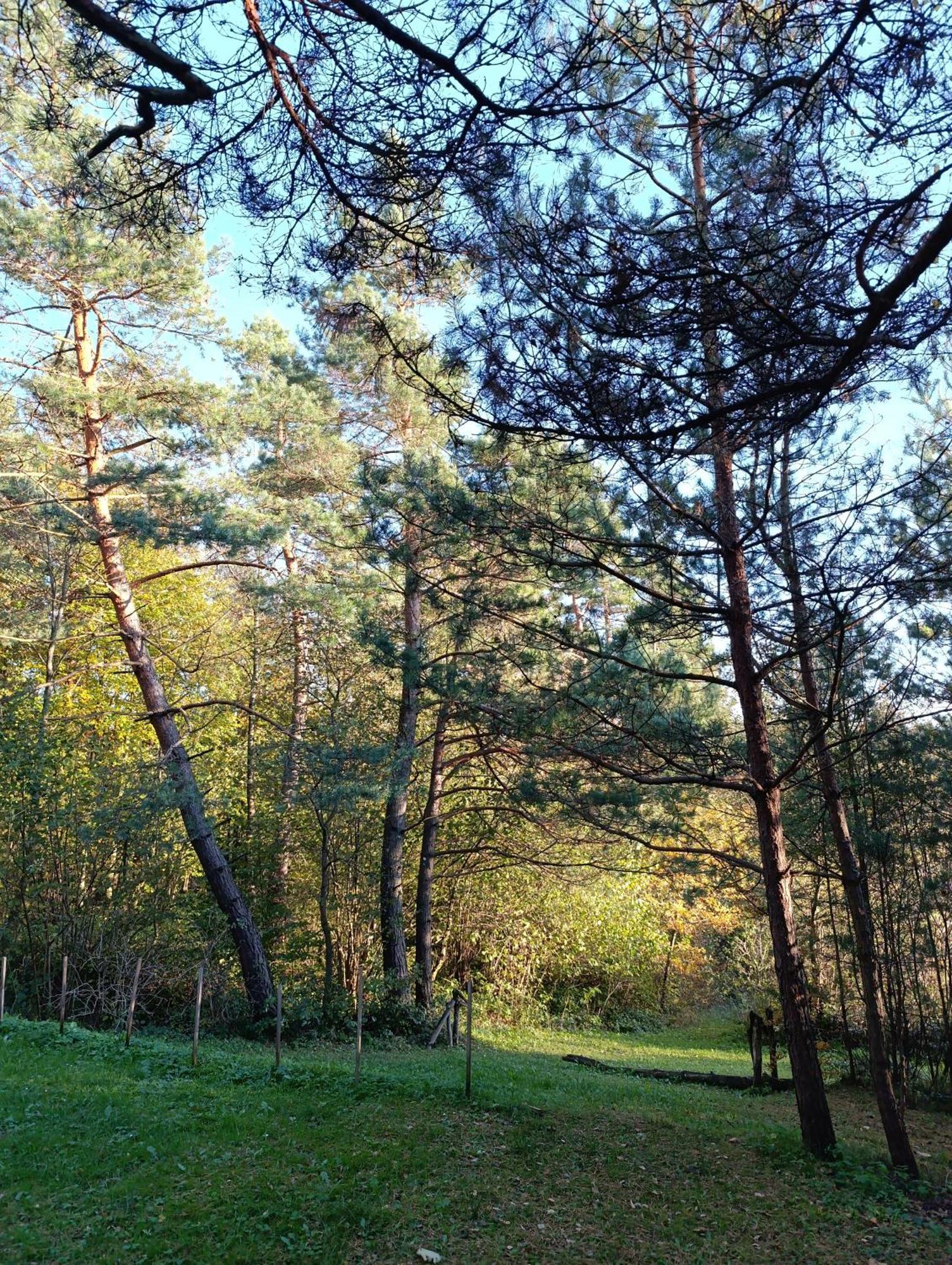 Survivalowa Chata W Lesie Bukowsko Kültér fotó